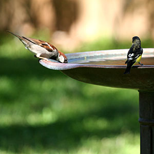 Photo of Lesser Goldfinch