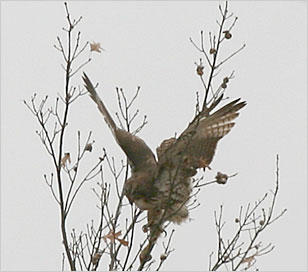 Photo of a hawk
