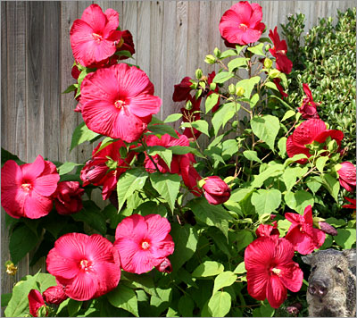 Photo - Giant Hibiscus