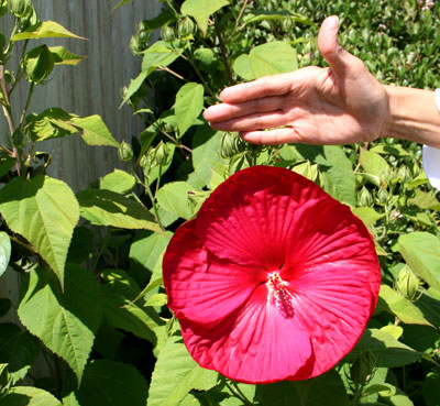 Photo - Red Hibiscus bloom