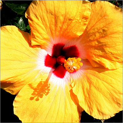 This yellow flower is the official Hawaiian flower and although endangered