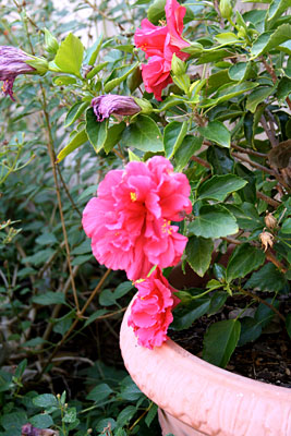 Photo - Red hibiscus on November 21