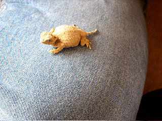 Photo - Horned Lizard