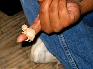 Photo - Horned Lizard