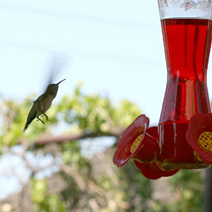Photo of hummingbird