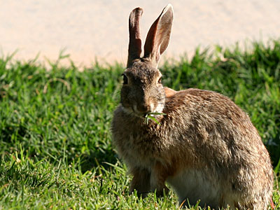 Photo of young jackrabbit