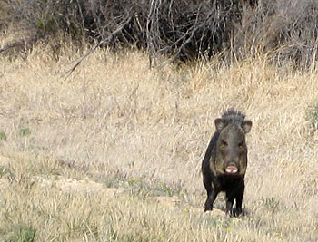 Photo of a javelina