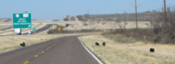 Photo of javelinas