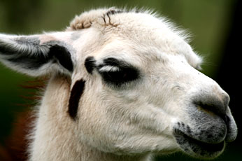 Photo - A llama face