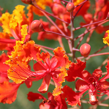 Photo - Orange Bell