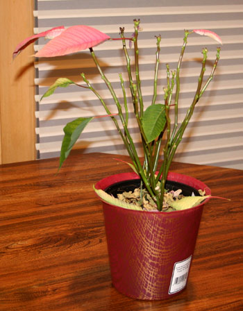 Photo of a bedraggled poinsettia