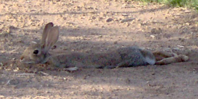 Photo of rabbit stretched out in shade
