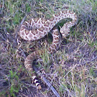 Photo - rattlesnake