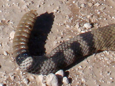 Photo of a rattlesnake's tail