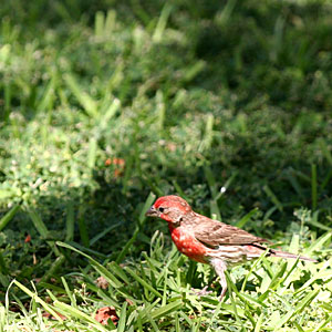 Photo of immature robin (perhaps?)