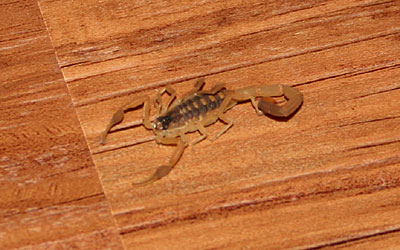Photo of scorpion on floor
