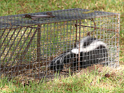 Photo of trapped skunk