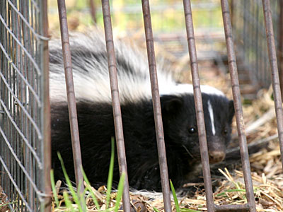 Closeup photo of trapped skunk