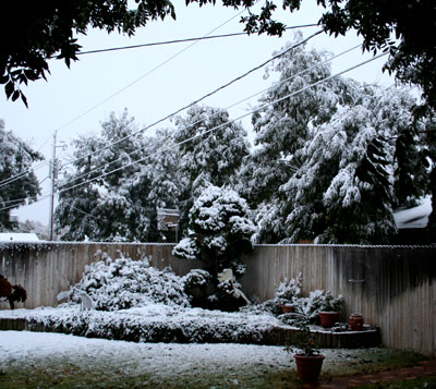 Photo - Trees laden with snow