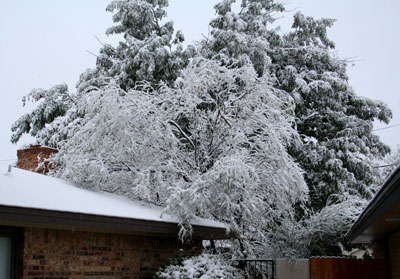 Photo - Trees laden with snow