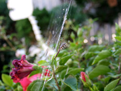 Photo - Garden spider