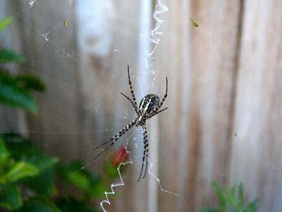 Photo - Garden spider
