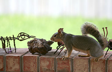 Photo - Squirrel eyeing ant sculpture