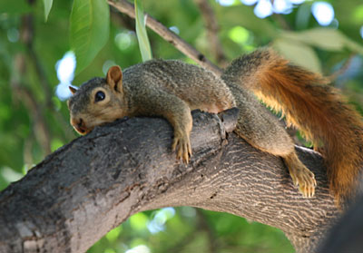 Photo - Squirrel lying on its belly on a tree limb