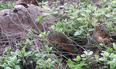 Photo of squirrel eating pecan