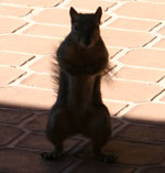 Photo of squirrel, before processing