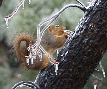 Photo of squirrel in icy tree