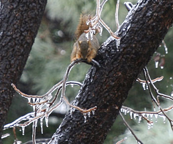 Photo of squirrel in icy tree