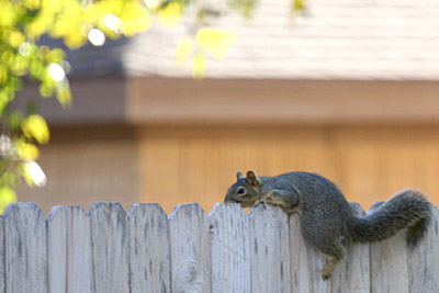 Photo of squirrel laying atop fence