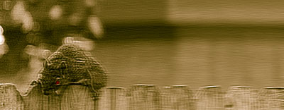 Photo - Zombie Squirrel
