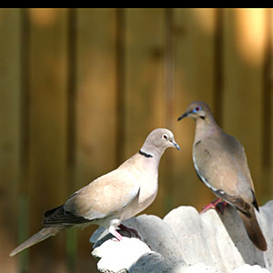 Photo of unidentified dove or pigeon
