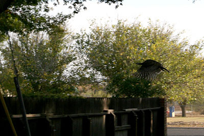 Photo - Flock of wild turkeys on top of roof