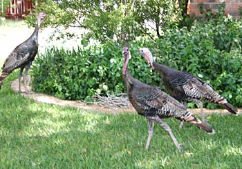 Photo of wild turkeys