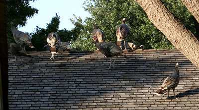Photo - Flock of wild turkeys on top of roof