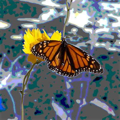 Photo - Flower and Butterfly