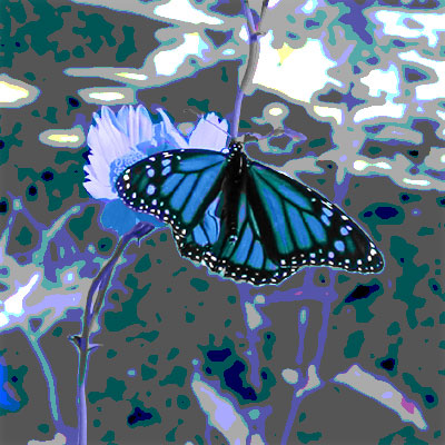 Photo - Flower and Butterfly