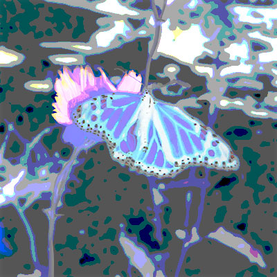 Photo - Flower and Butterfly