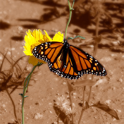 Photo - Flower and Butterfly