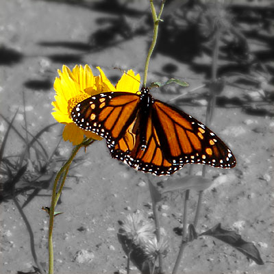 Photo - Flower and Butterfly
