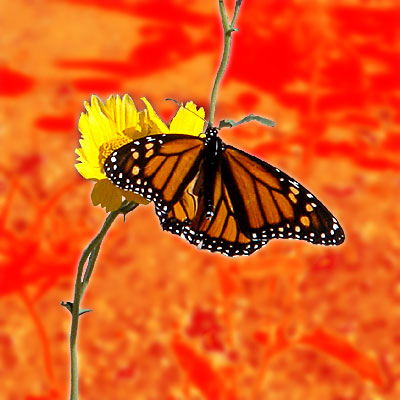 Photo - Flower and Butterfly