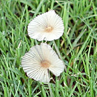 Photo - Unusual plants spring up after rains