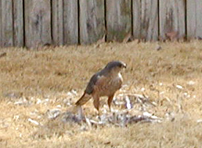 Photo of Sharpshinned Hawk