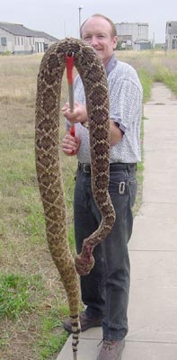 Photo of man holding rattlesnake