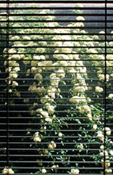 Photo of roses through window