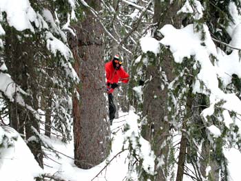 Skiing through the Santa Fe forest