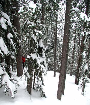 Skiing through the Santa Fe forest